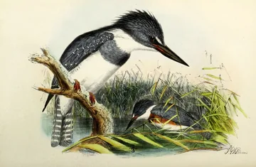Two shaggy-crested Belted Kingfishers by the water, one on a dead branch and one low among the reeds