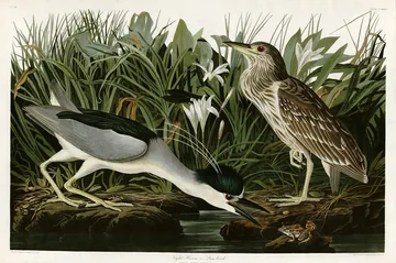 An adult Black-crowned Night Heron with a black crown and back stooping low toward a small frog, and a brown-streaked young heron standing among reeds and white lilies