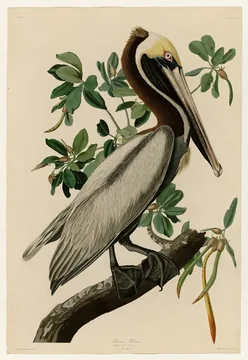 An adult Brown Pelican with a pale yellow head and a long bill standing on a mangrove branch among green leaves