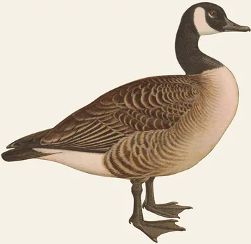 A Canada Goose with a black neck, a white cheek patch and a brown barred body standing in profile on a plain background