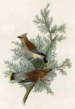 Two crested Cedar Waxwings with black masks perched in a red cedar branch hung with blue berries