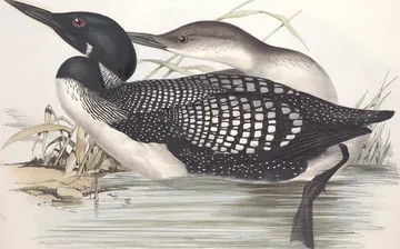 A Common Loon in summer plumage, with a black head and a white-checkered back, beside a paler bird on the water