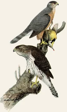 Two Cooper's Hawks on a branch: a gray-backed adult holding a small yellow bird above, and a brown-streaked young hawk below