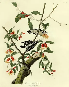 Two small black-and-white Downy Woodpeckers on a vine with red trumpet-shaped flowers