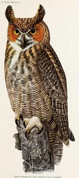 A Great Horned Owl with tall ear tufts, an orange face and yellow eyes gripping a gray stump with its pale feathered feet