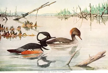 A male Hooded Merganser with a black-and-white fan crest swimming beside a brown female with a rusty crest on a still pond with dead trees