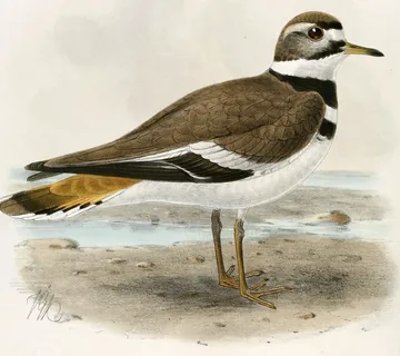 A Killdeer with two black bands across its white breast standing on a pebbly shore