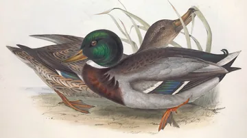 A male Mallard with a glossy green head resting beside a brown female at the water's edge