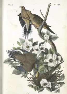 Four Mourning Doves in a shrub with large white flowers, one sitting on a nest of twigs