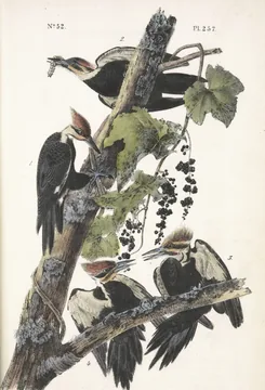 Four red-crested Pileated Woodpeckers on a dead branch wound with a grapevine and dark grapes