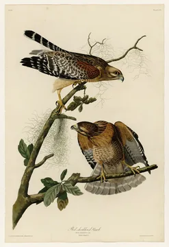 Two Red-shouldered Hawks on branches hung with Spanish moss, the upper one reaching out with its foot