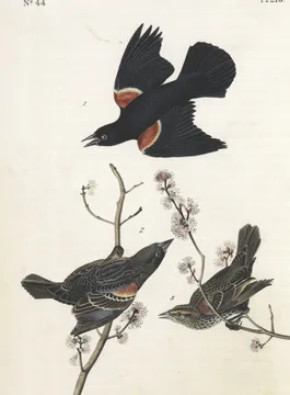 A black male Red-winged Blackbird with red shoulder patches flying above two streaky brown birds on a flowering maple twig