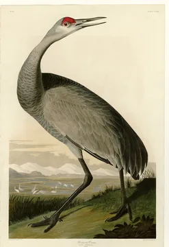 A tall gray Sandhill Crane with a red crown calling with its bill open, with small white cranes feeding in a marsh far behind