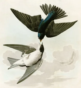 Two Tree Swallows in flight against a pale sky, a glossy blue-green bird above a white-bellied one