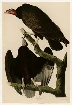 Two Turkey Vultures on a dead branch: an adult with a bare red head above and a dark-headed young bird below
