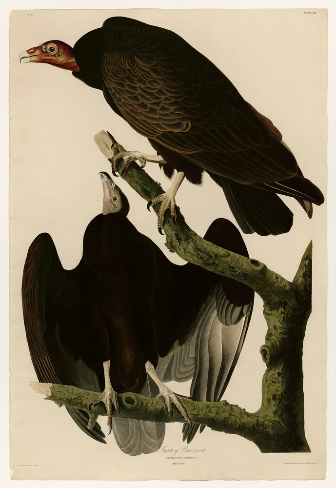 Two Turkey Vultures on a dead branch: an adult with a bare red head above and a dark-headed young bird below