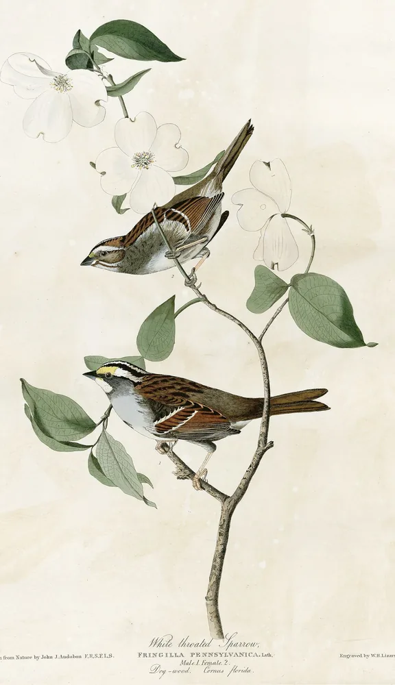 A male and a female White-throated Sparrow on a dogwood twig with large white flowers, the lower bird's head boldly striped black, white and yellow