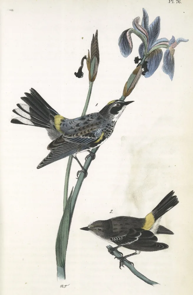 A gray, black-streaked warbler with a yellow crown and yellow rump on the stem of a blue iris, and a plainer young bird on a twig below