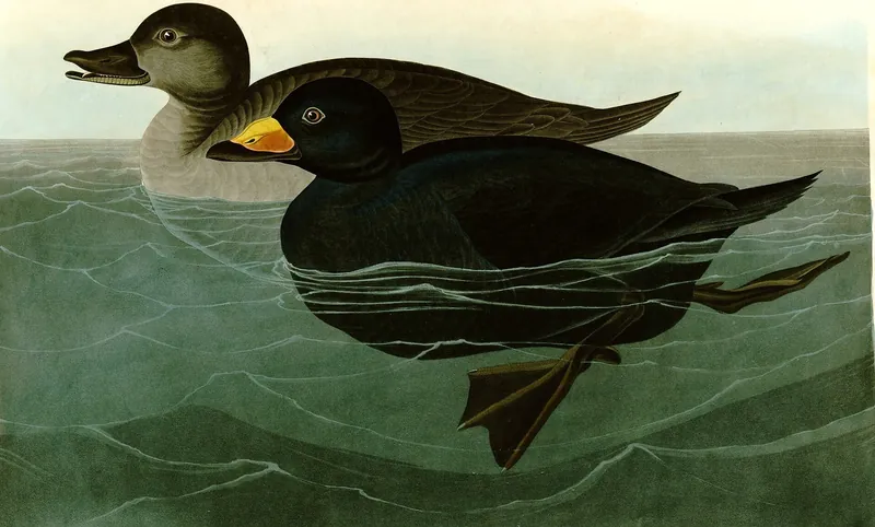 A classic painting of the mystery bird, by John James Audubon