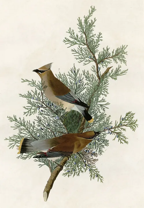A classic painting of the mystery bird, by John James Audubon