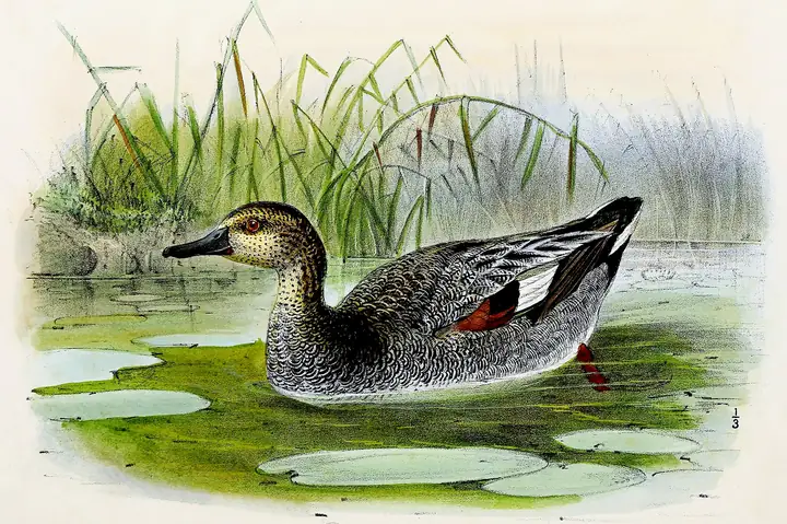 A classic painting of the mystery bird, by John Gerrard Keulemans