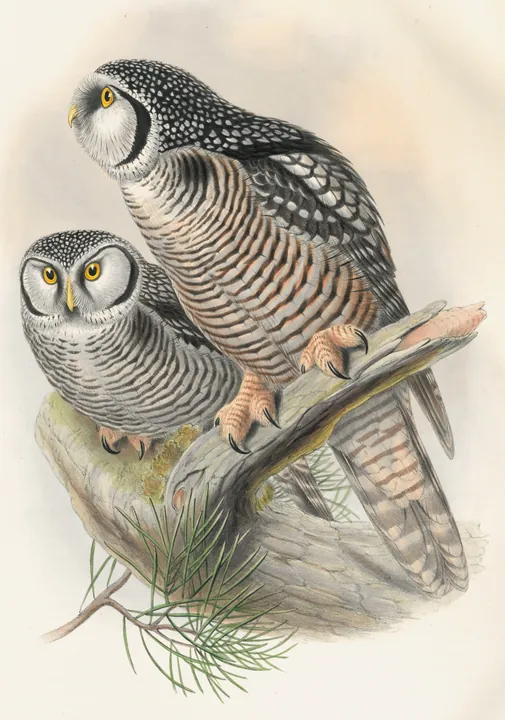 A classic painting of the mystery bird, by John Gould