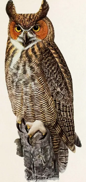 A classic painting of the mystery bird, by Louis Agassiz Fuertes