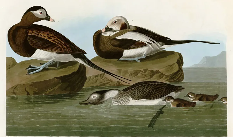 A classic painting of the mystery bird, by John James Audubon