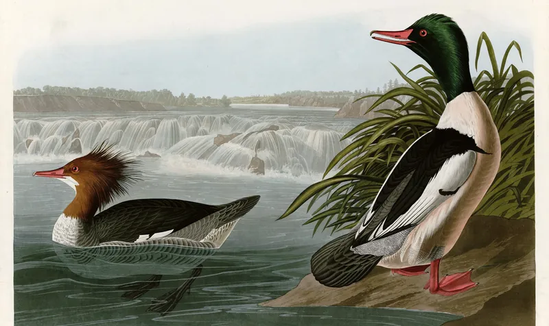 A classic painting of the mystery bird, by John James Audubon