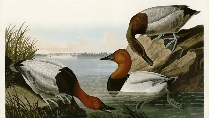 A classic painting of the mystery bird, by John James Audubon