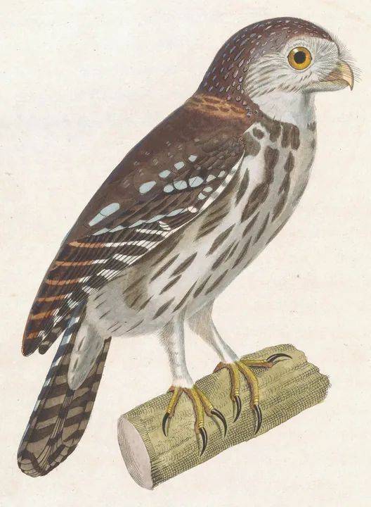 A classic painting of the mystery bird, by Nicolas Huet and Jean-Gabriel Prêtre