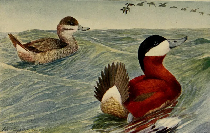 A classic painting of the mystery bird, by Louis Agassiz Fuertes