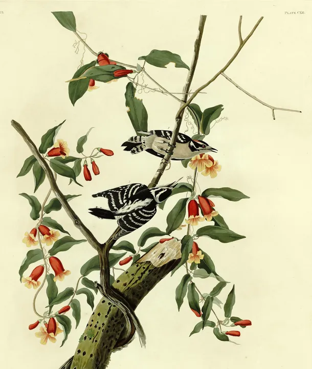 A classic painting of the mystery bird, by John James Audubon