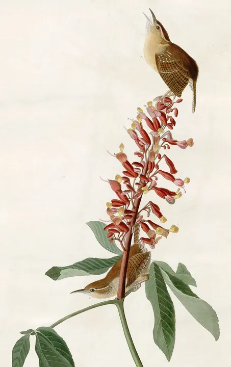 A classic painting of the mystery bird, by John James Audubon