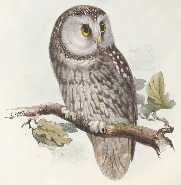 A classic painting of the mystery bird, by Edward Lear