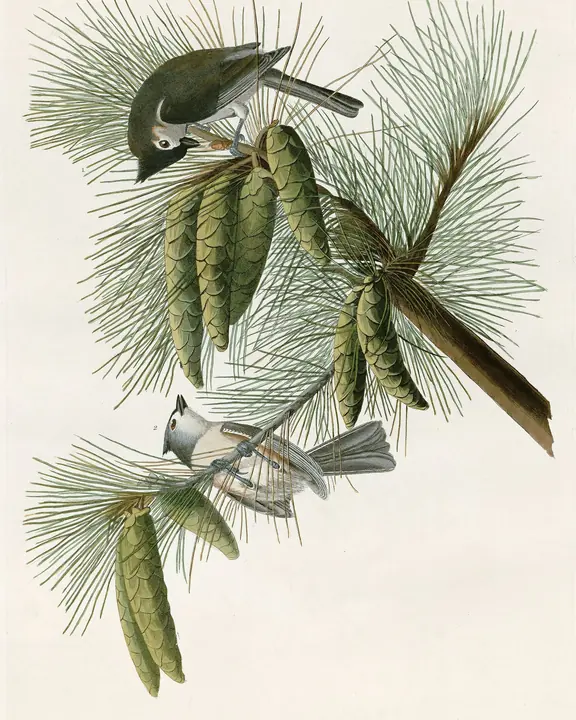 A classic painting of the mystery bird, by John James Audubon