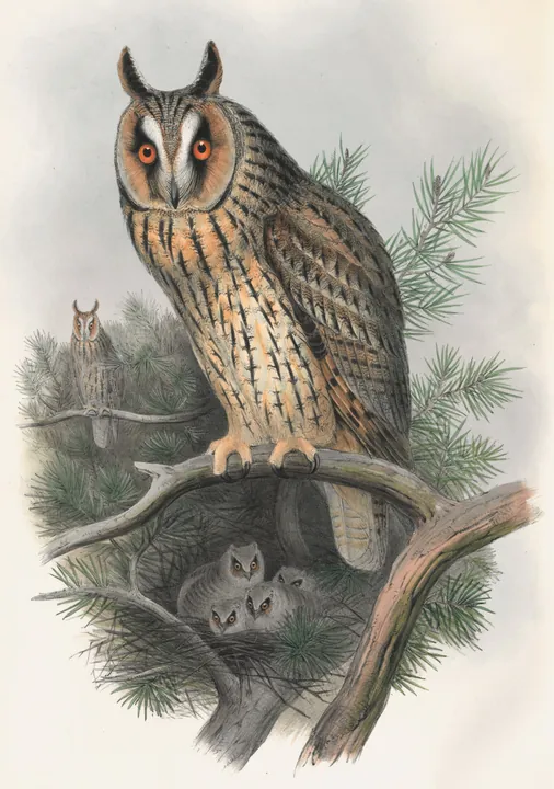 A classic painting of the mystery bird, by John Gould