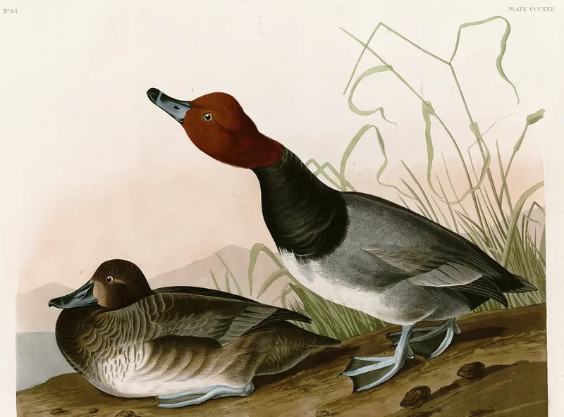 A classic painting of the mystery bird, by John James Audubon
