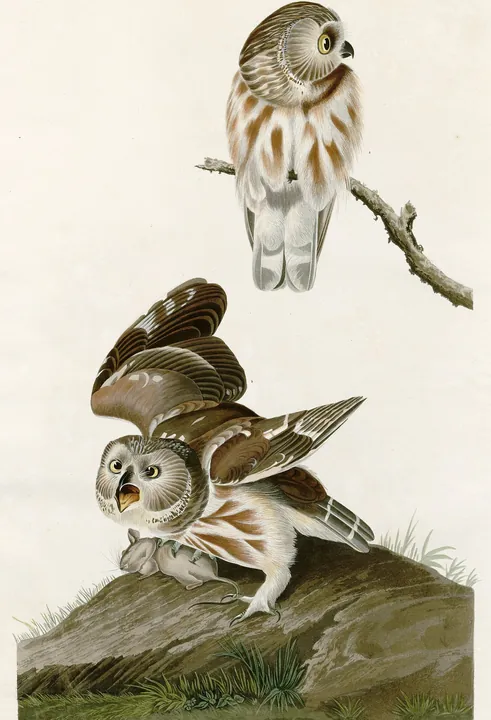A classic painting of the mystery bird, by John James Audubon
