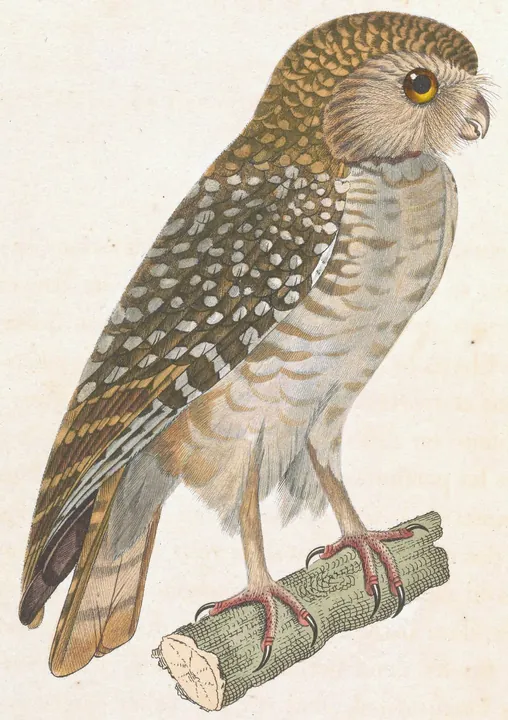 A classic painting of the mystery bird, by Nicolas Huet and Jean-Gabriel Prêtre
