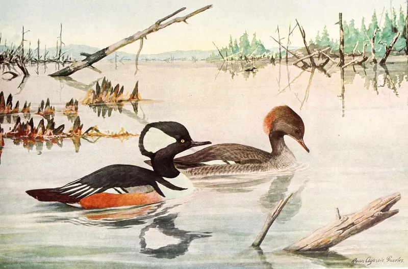 A classic painting of the mystery bird, by Louis Agassiz Fuertes