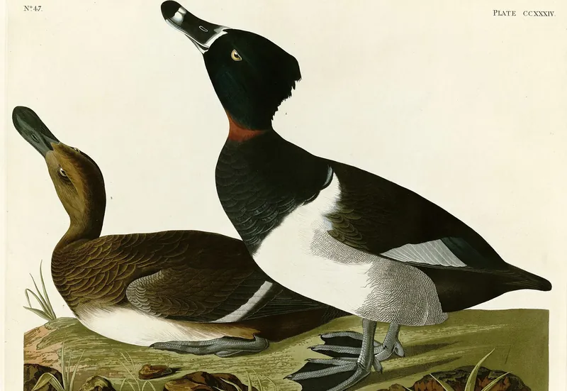 A classic painting of the mystery bird, by John James Audubon