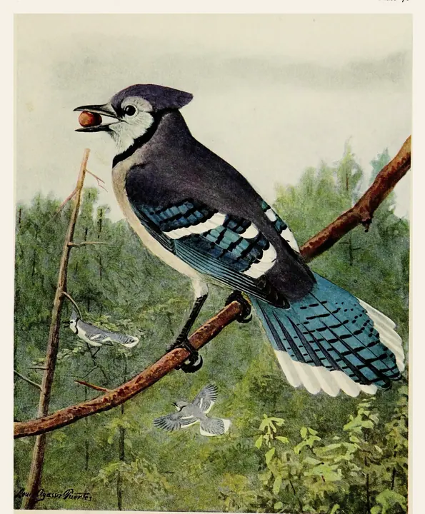 A classic painting of the mystery bird, by Louis Agassiz Fuertes