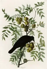 American Crow, painted by John James Audubon