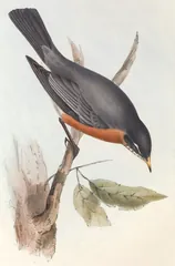 American Robin, painted by John Gould and Elizabeth Gould