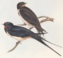 Barn Swallow, painted by John Gould and Elizabeth Gould