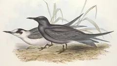 Black Tern, painted by John Gould and Elizabeth Gould