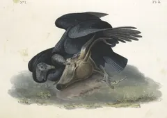 Black Vulture, painted by John James Audubon