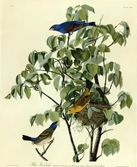 Blue Grosbeak, painted by John James Audubon