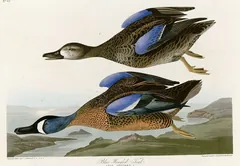 Blue-winged Teal, painted by John James Audubon